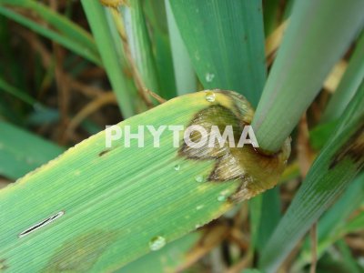 Rhynchosporium secalis